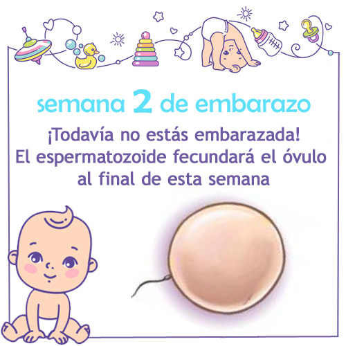 semana 2 de embarazo cambios sintomas y consejos